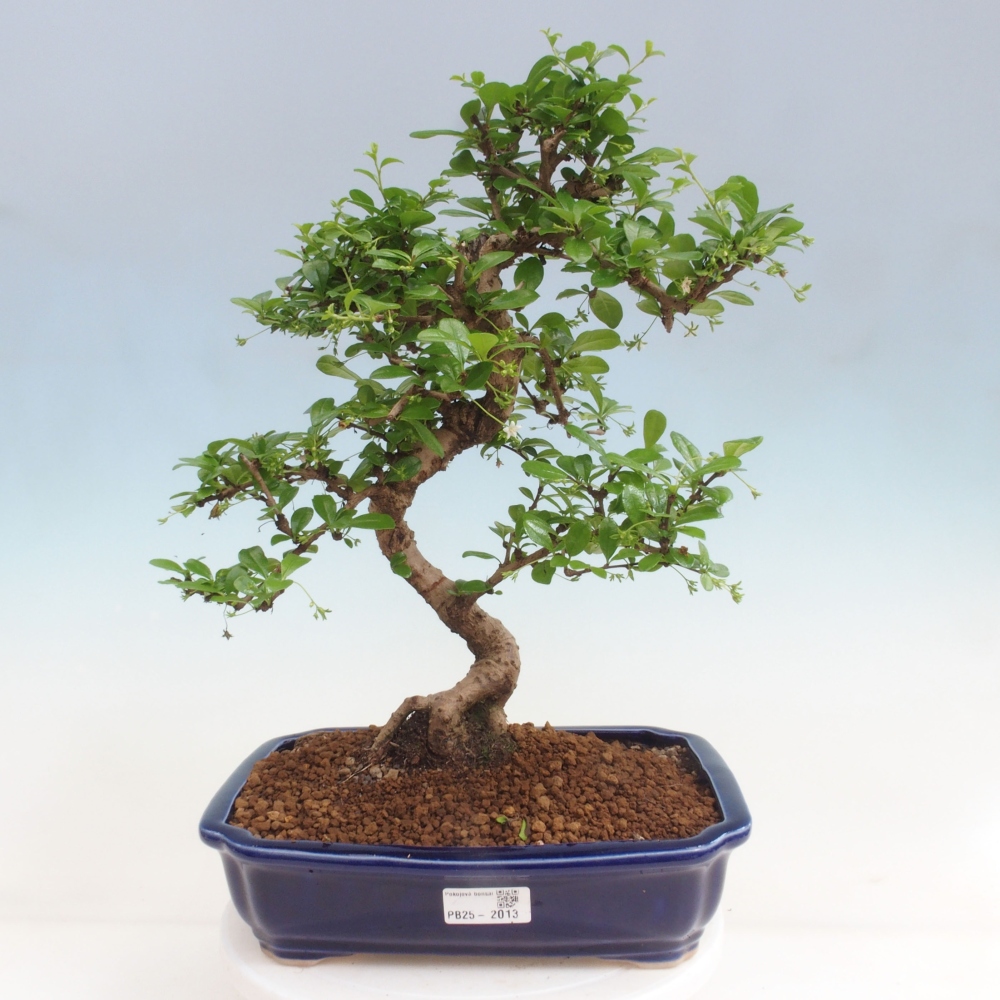 Pokojová bonsai - Carmona macrophylla - Čaj fuki