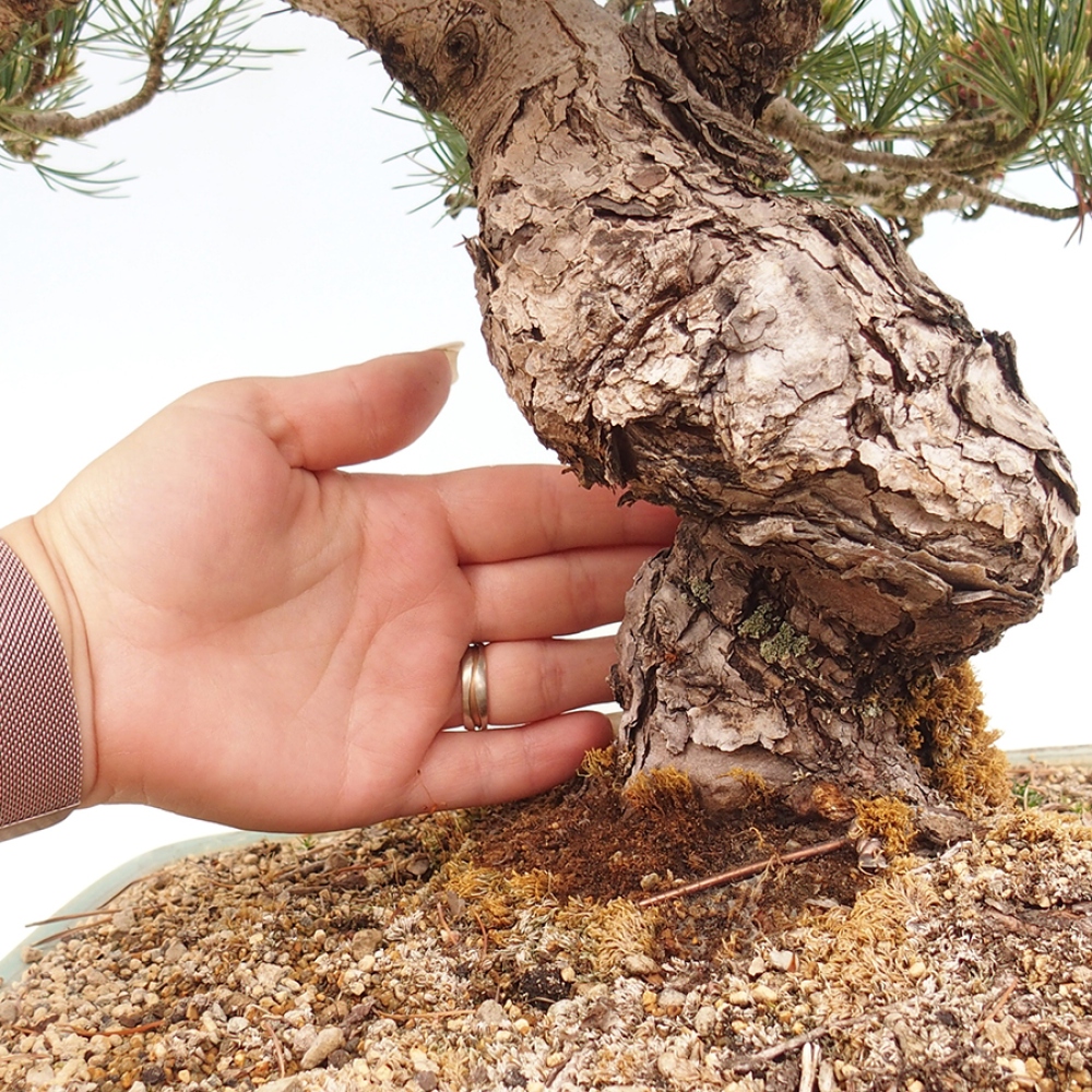 Venkovní bonsai - Pinus parviflora - Borovice drobnokvětá