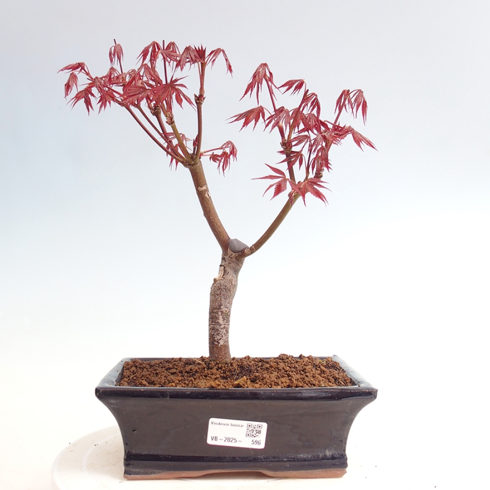 Venkovní bonsai - Acer palm. Atropurpureum-Javor dlanitolistý