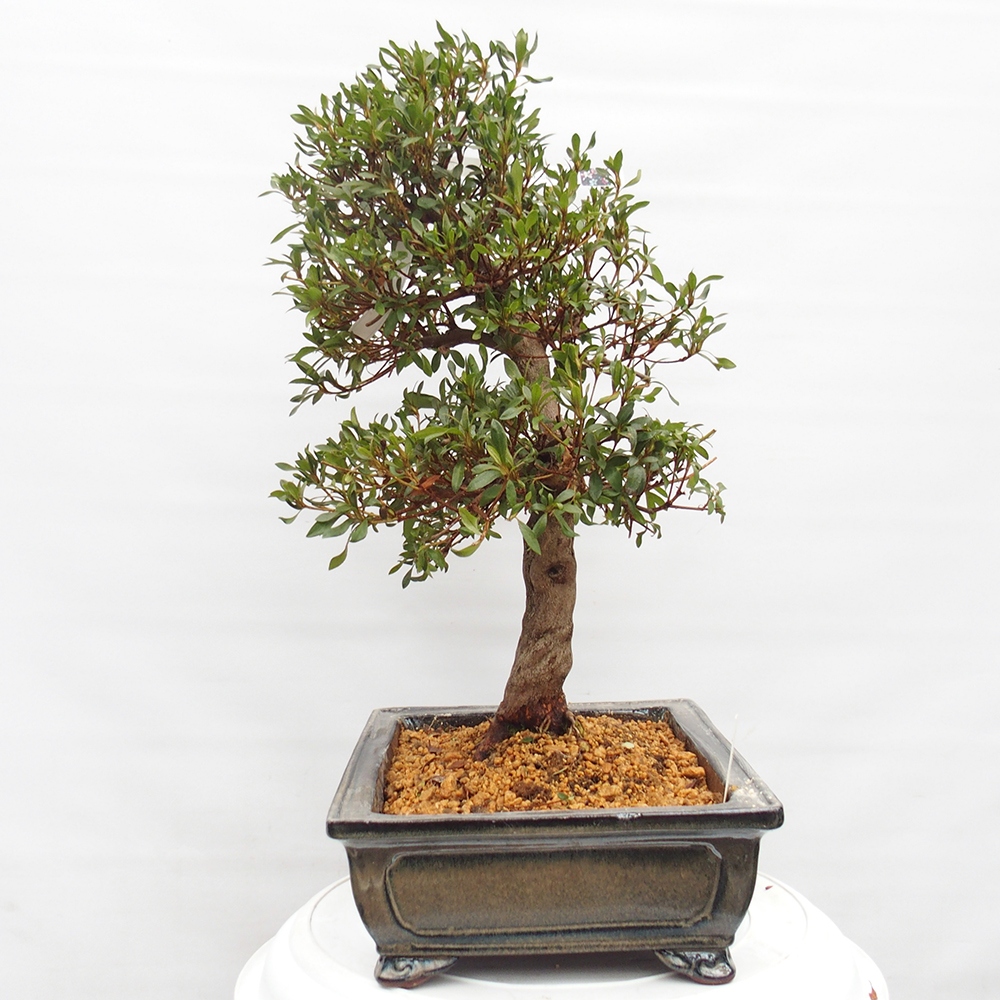 Venkovní bonsai - Japonská azalka - Azalea Chihiro