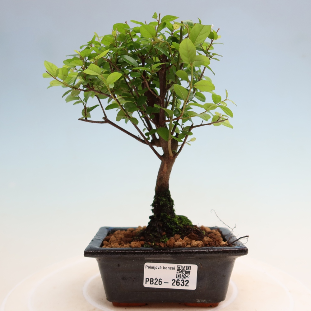Pokojová bonsai - Sagerécie thea - Sagerécie thea
