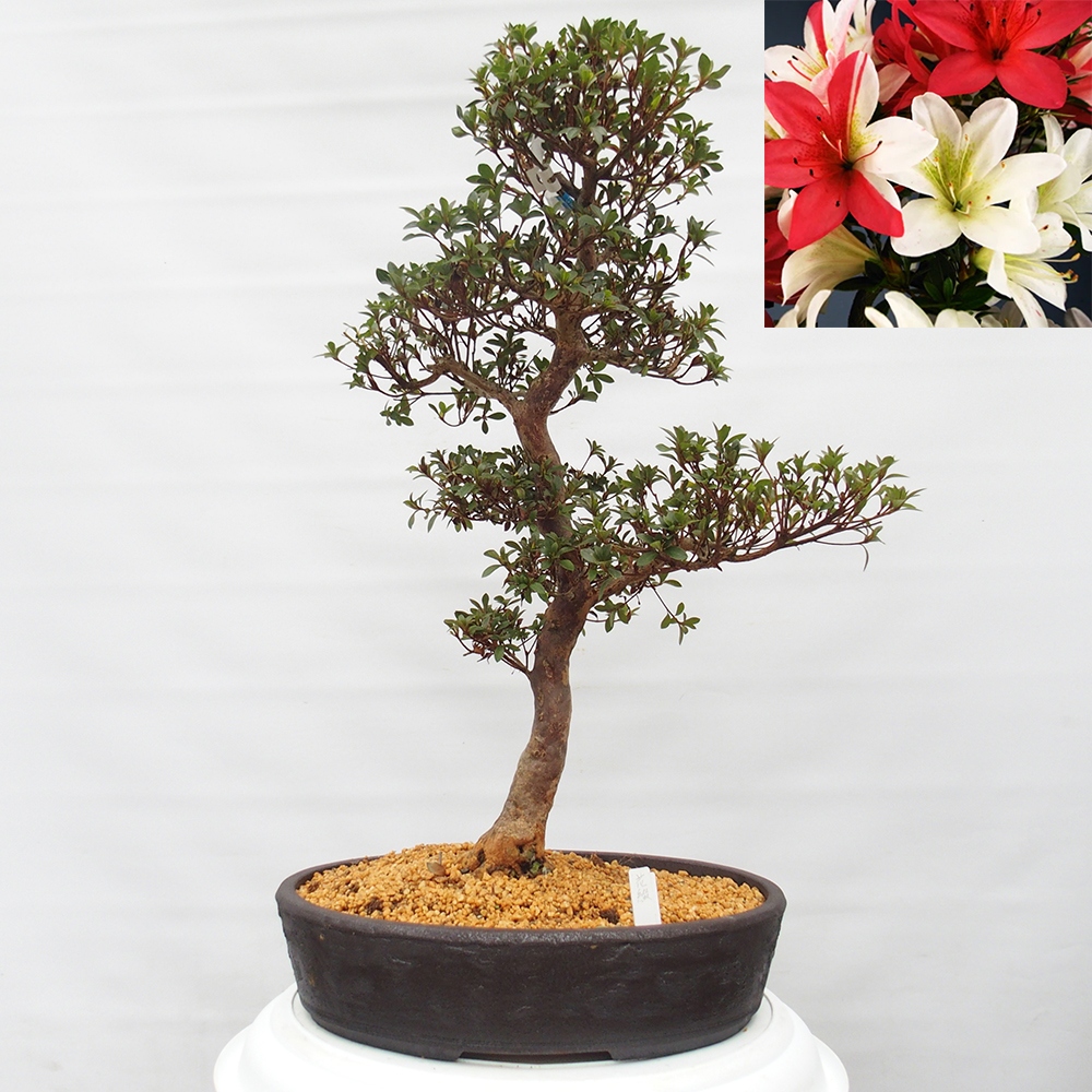 Venkovní bonsai - Japonská azalka - Azalea Hanatsuzuri