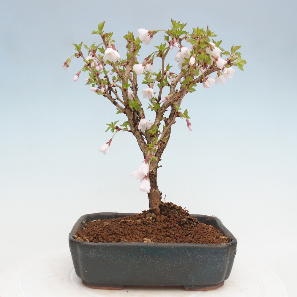 Venkovní bonsai - Prunus incisa Kojou-no mai-Slivoň vyříznutá