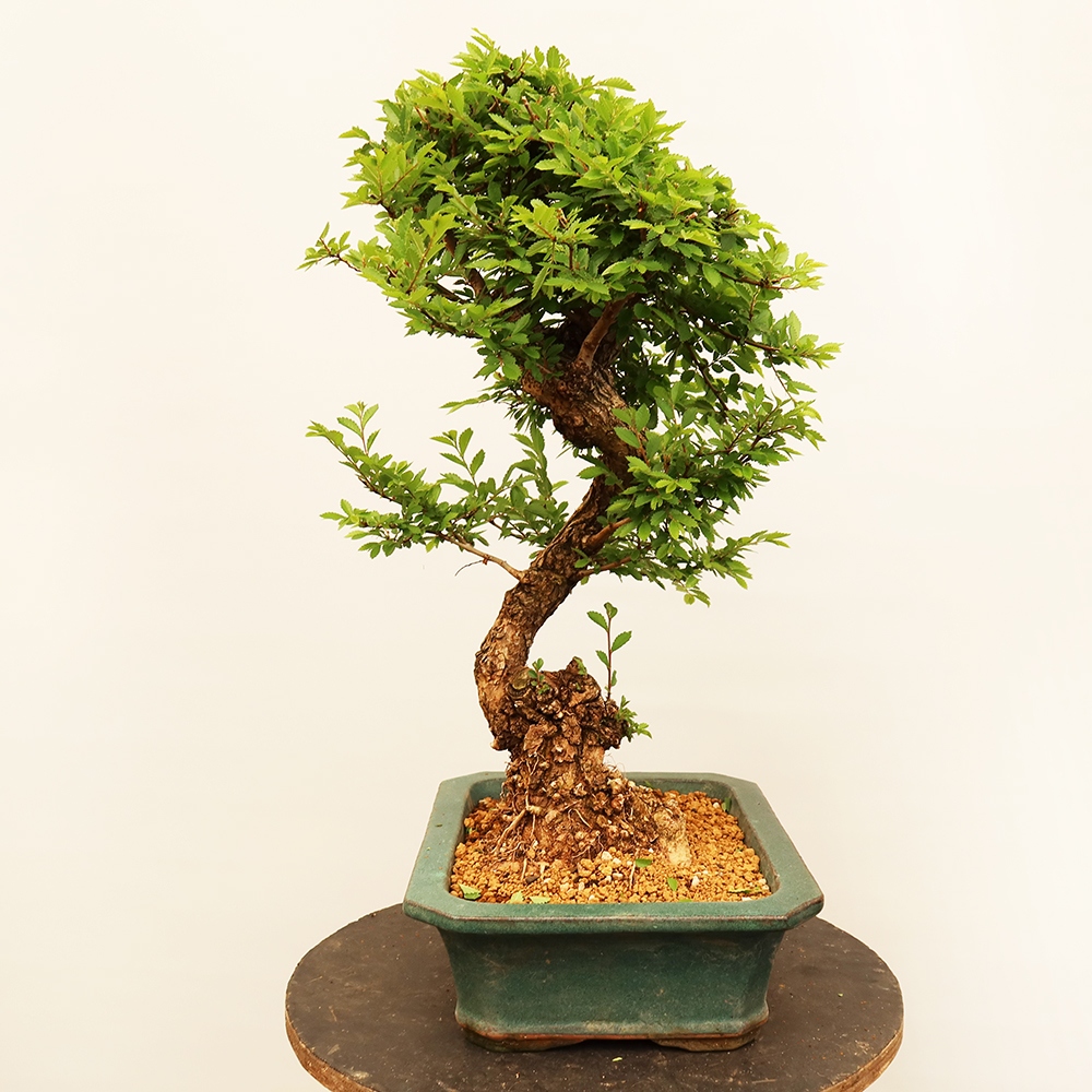 Venkovní bonsai - Zelkova - Zelkova NIRE