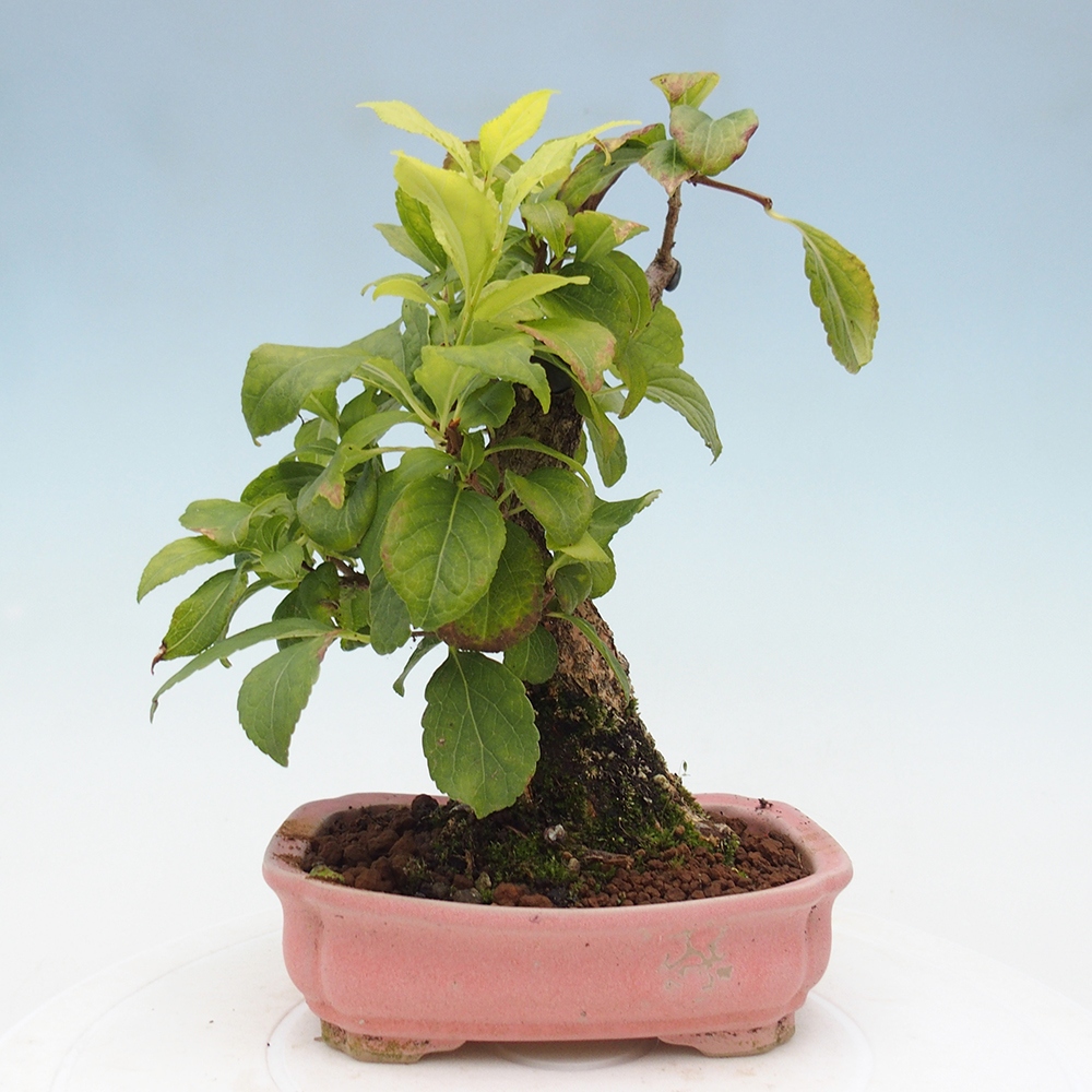 Venkovní bonsai - Celastrus  orbiculatus - Jesenec okrouhlolistý