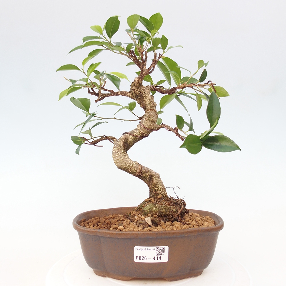 Pokojová bonsai - Ficus retusa -  malolistý fíkus