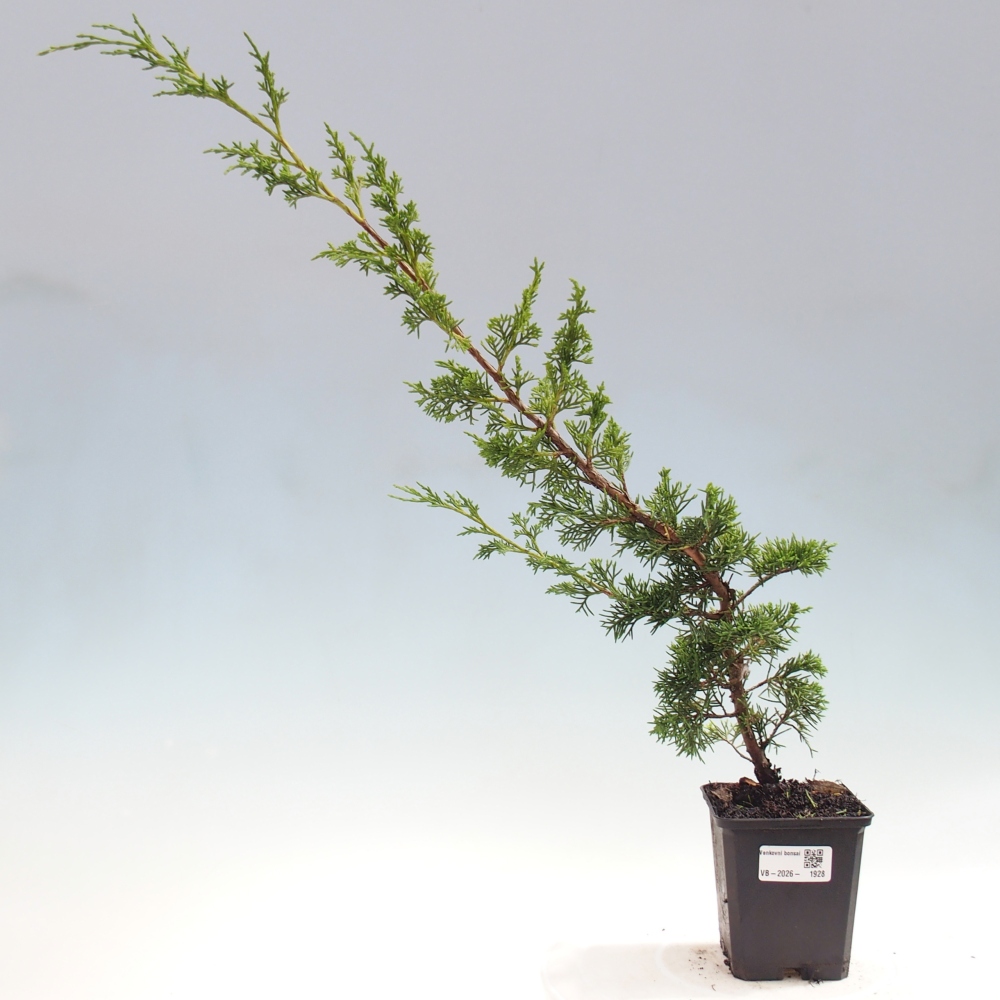 Venkovní bonsai - Juniperus chinensis Itoigawa -Jalovec čínský