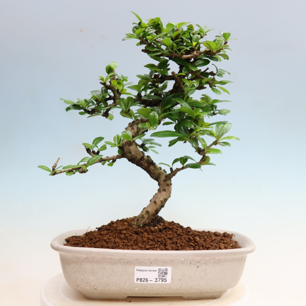 Pokojová bonsai - Carmona macrophylla - Čaj fuki