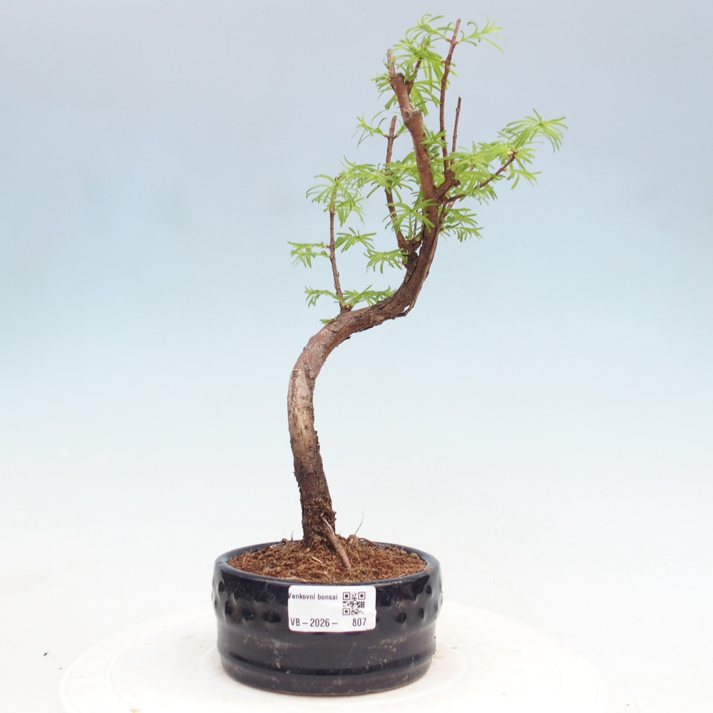 Venkovní bonsai - Metasequoia glyptostroboides - Metasekvoje čínská