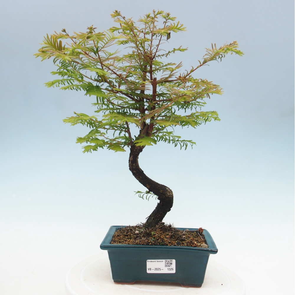 Venkovní bonsai - Metasequoia glyptostroboides - Metasekvoje čínská
