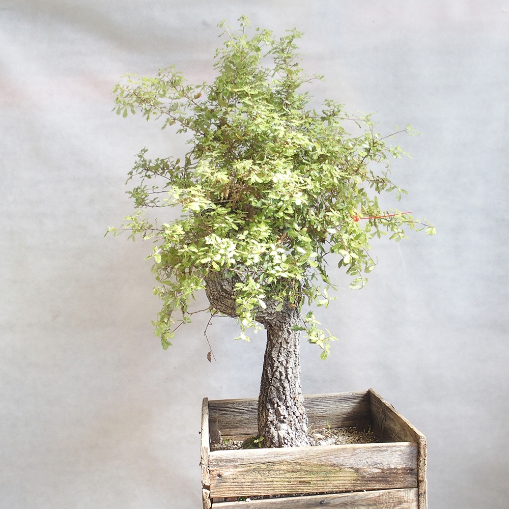 Venkovní bonsai Quercus Cerris - Dub Cer