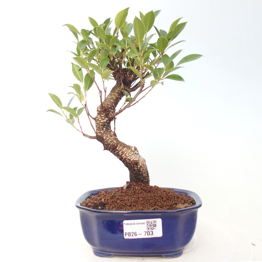 Pokojová bonsai - Ficus retusa -  malolistý fíkus