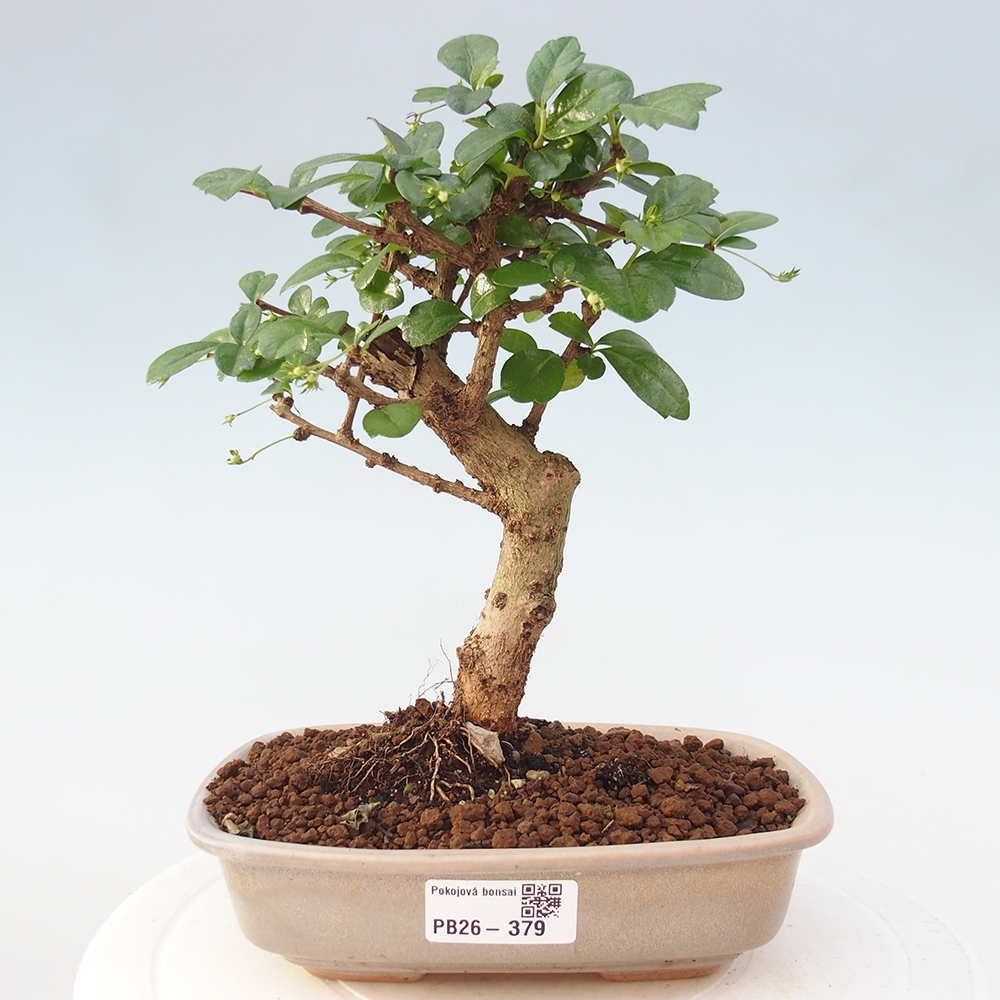 Pokojová bonsai - Carmona macrophylla - Čaj fuki