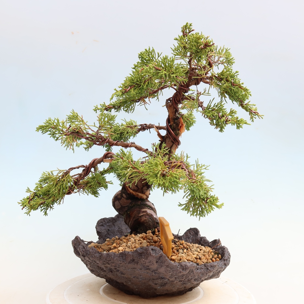 Venkovní bonsai - Juniperus chinensis Itoigawa-Jalovec čínský