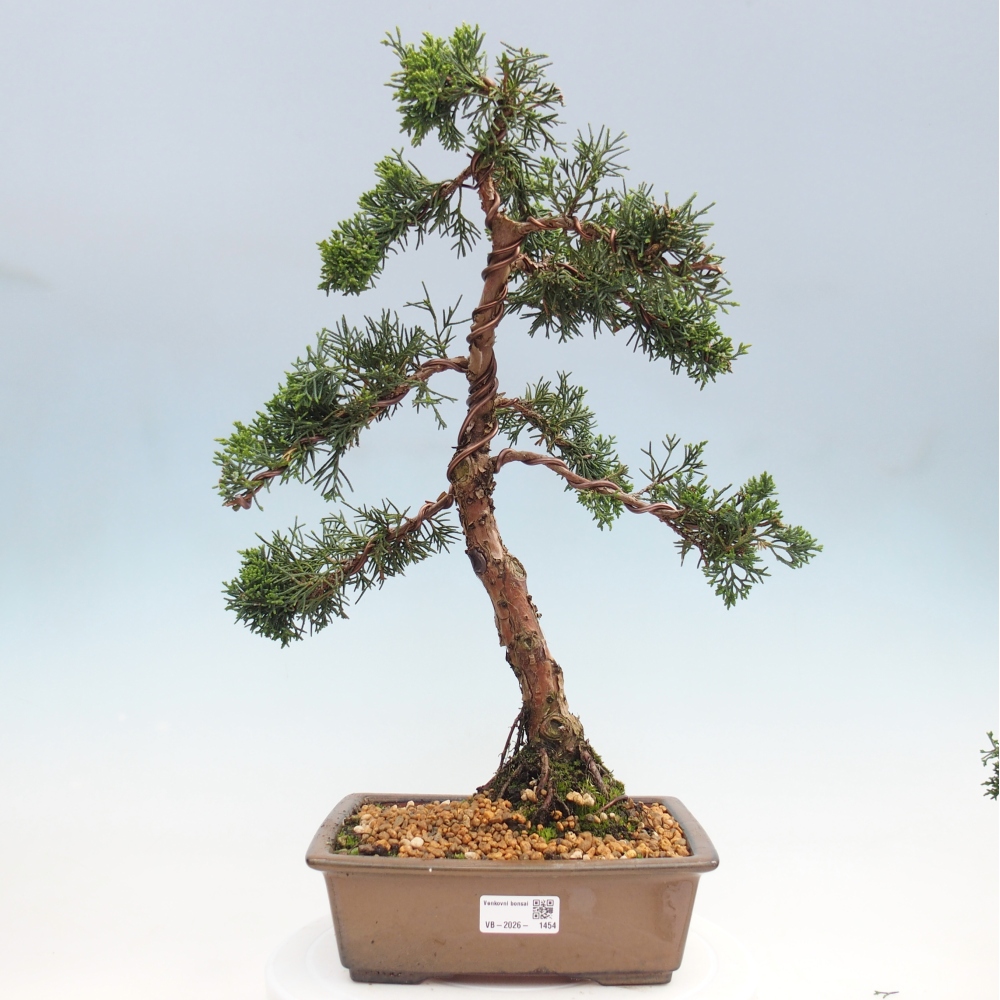 Venkovní bonsai - Juniperus chinensis Kishu -Jalovec čínský