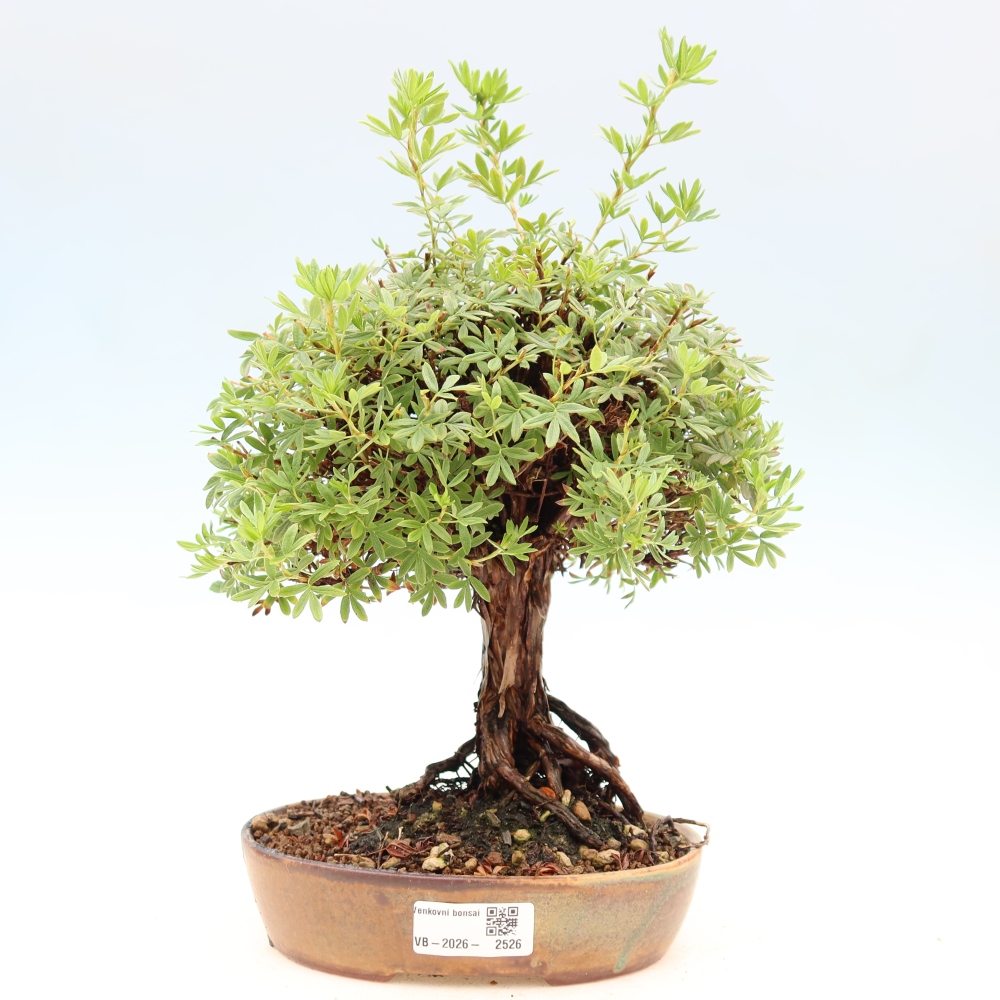 Venkovní bonsai-Mochna křovitá - potentila fruticosa 