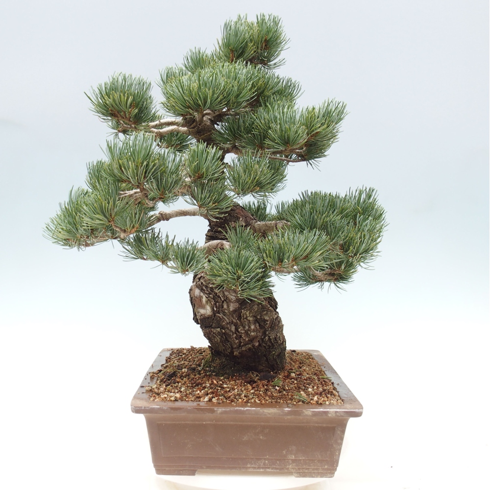 Venkovní bonsai - Pinus parviflora - Borovice drobnokvětá
