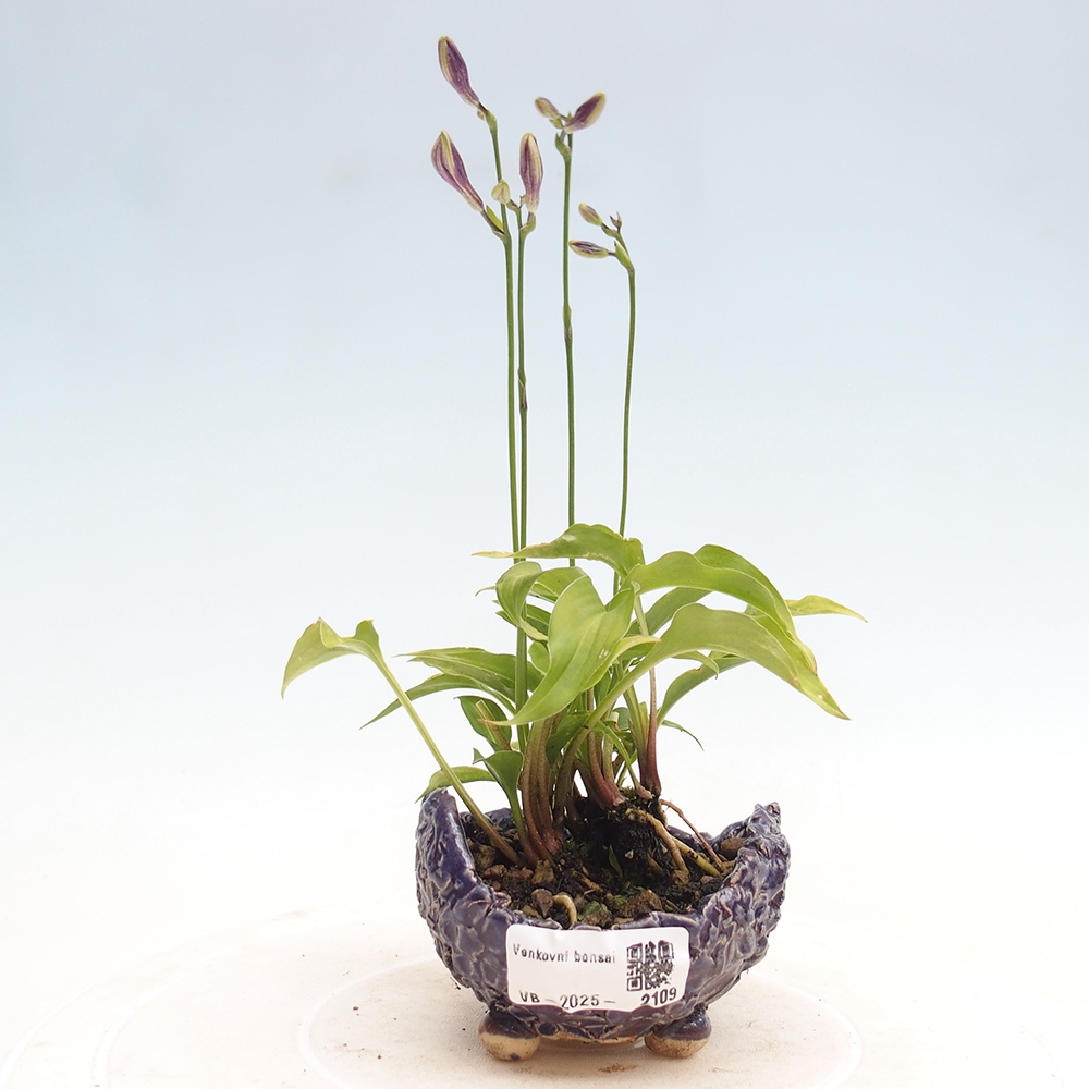 Venkovní bonsai - Mini Hosta - Bohyška
