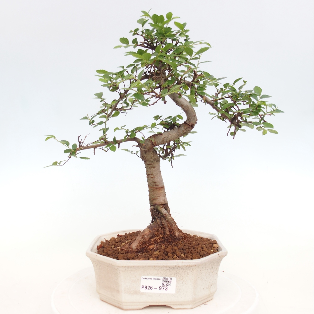 Pokojová bonsai - Ulmus parvifolia - Malolistý jilm