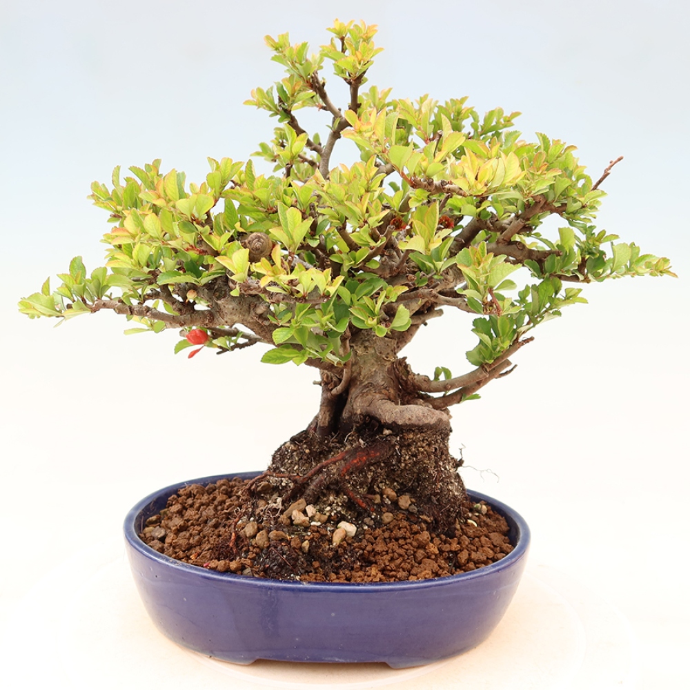 Venkovní  bonsai -  Chaneomeles speciosa Chojubai - Kdoulovec ozdobný