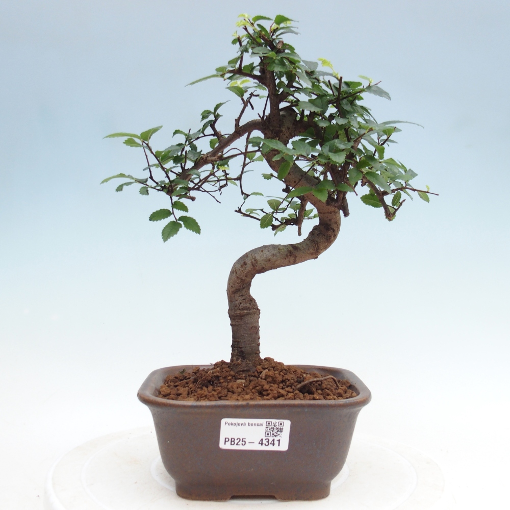 Pokojová bonsai - Ulmus parvifolia - Malolistý jilm