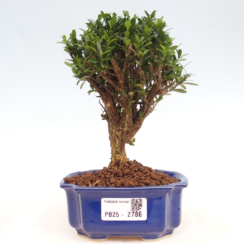 Pokojová bonsai - Buxus harlandii -korkový buxus