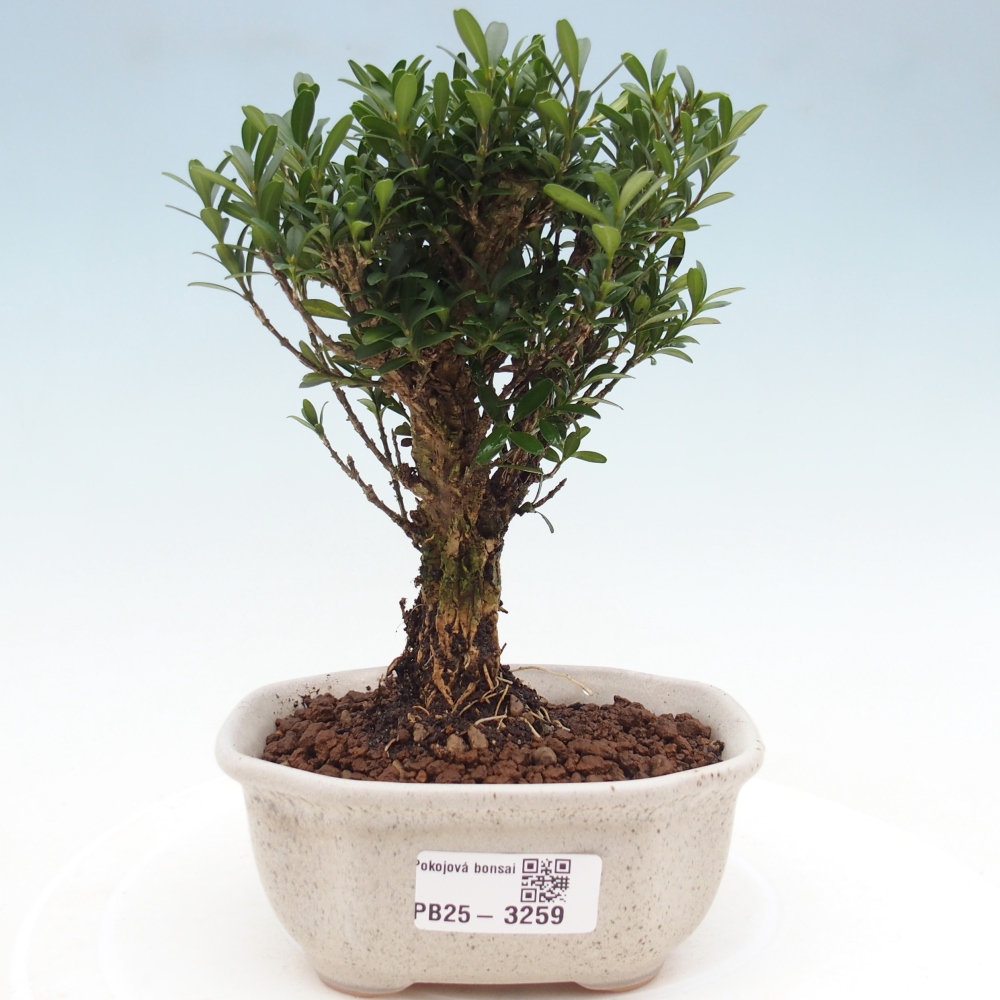 Pokojová bonsai - Buxus harlandii -korkový buxus