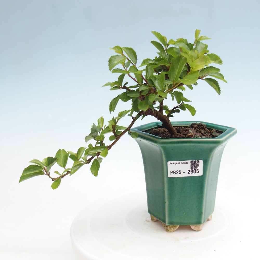 Pokojová bonsai - Grewia occidentalis - Hvězdice levandulová