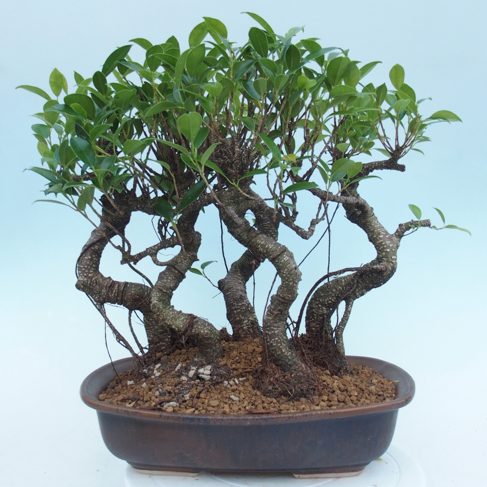 Pokojová bonsai - Ficus kimmen -  malolistý fíkus