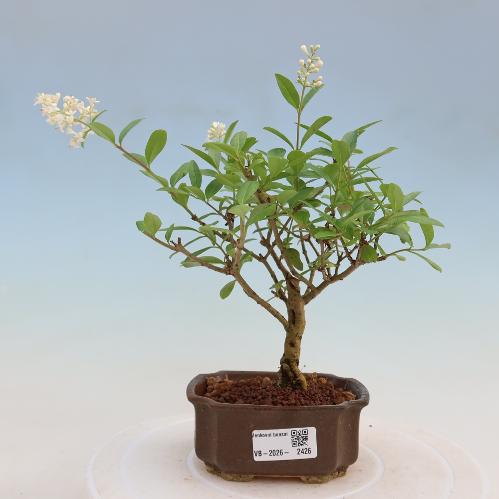 Venkovní bonsai - Ligustrum vulgare - Ptačí zob
