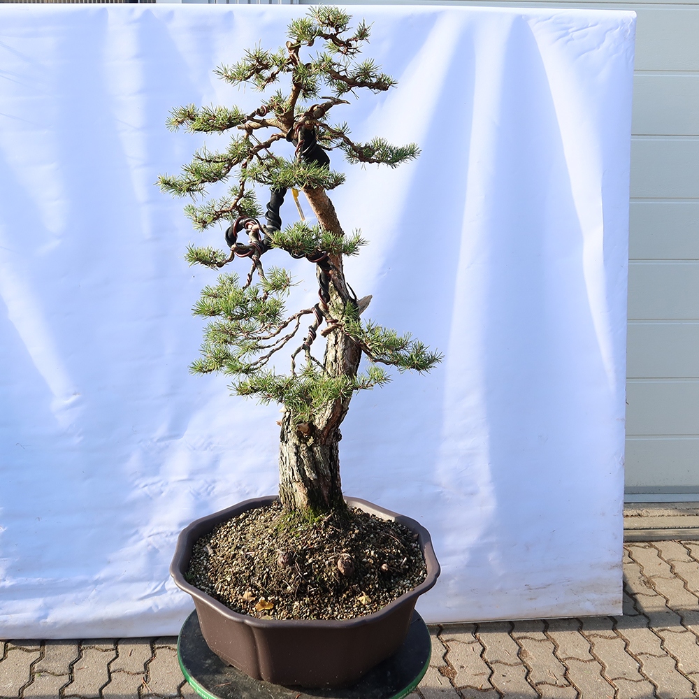 Pinus sylvestris Španělsko - borovice lesní