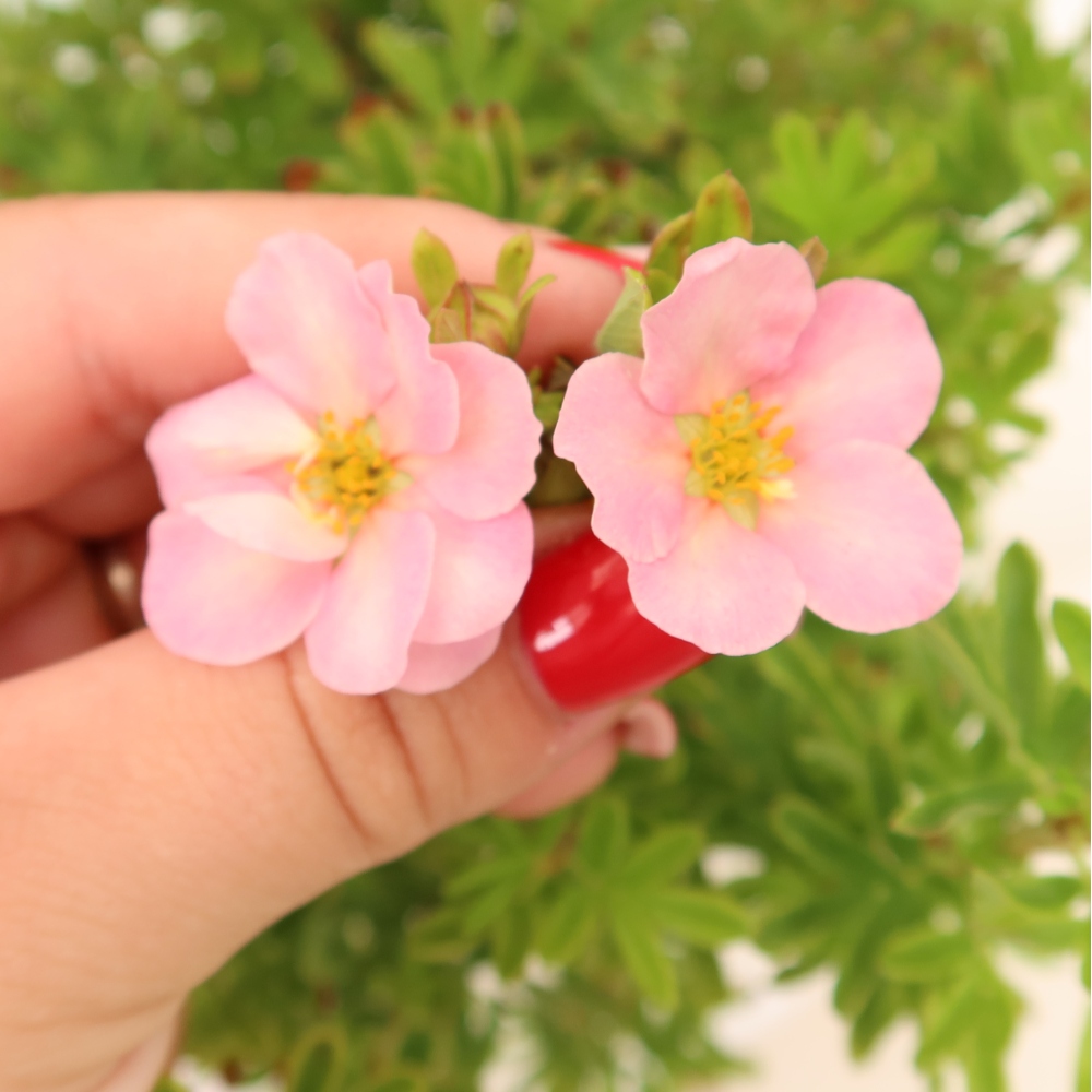 Venkovní bonsai-Mochna křovitá - Potentila fruticosa Bellissima