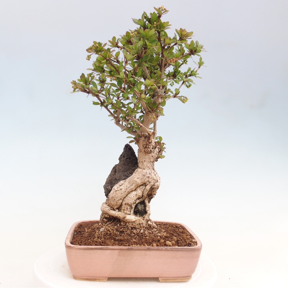 Venkovní bonsai - Berberis coreana - Dřištál korejský