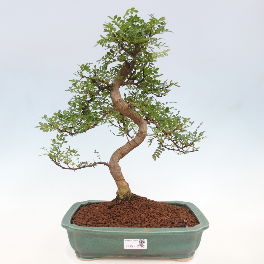 Pokojová bonsai - Zantoxylum piperitum - pepřovník