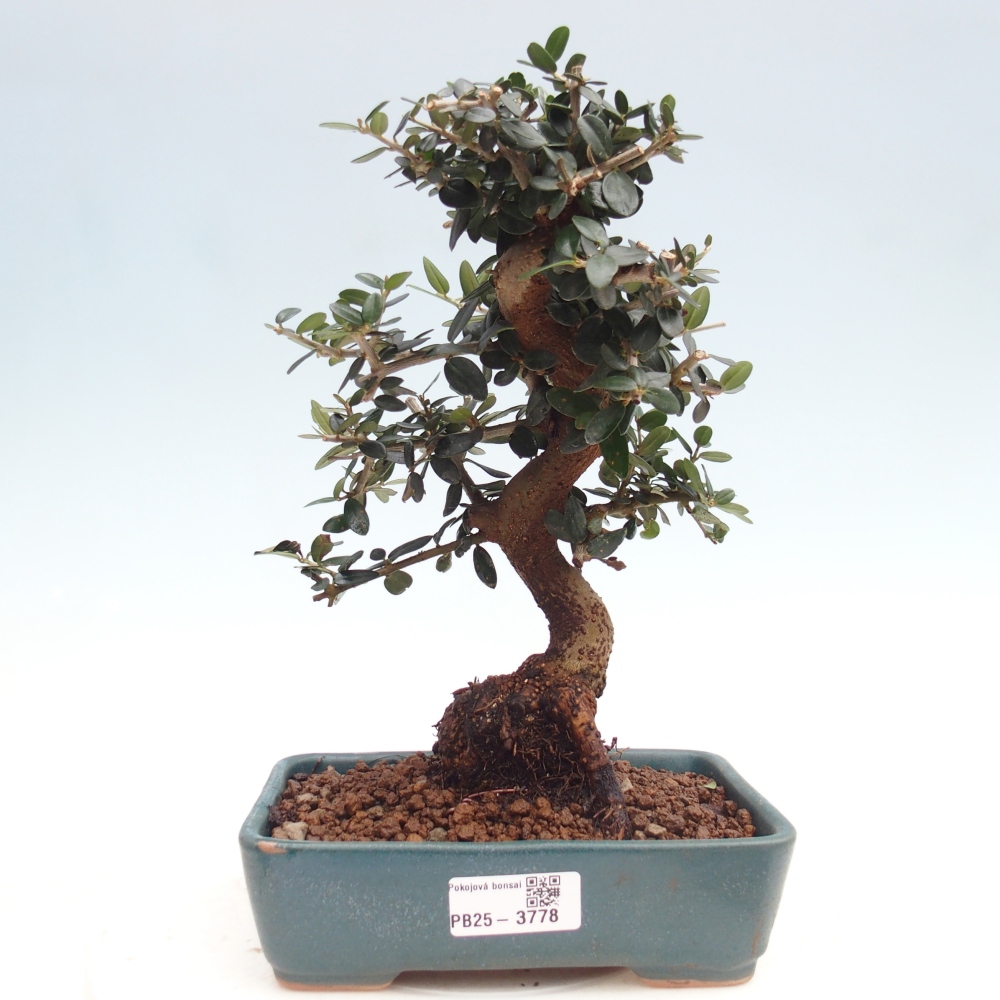 Pokojová bonsai - Olea europaea sylvestris -Oliva evropská drobnolistá