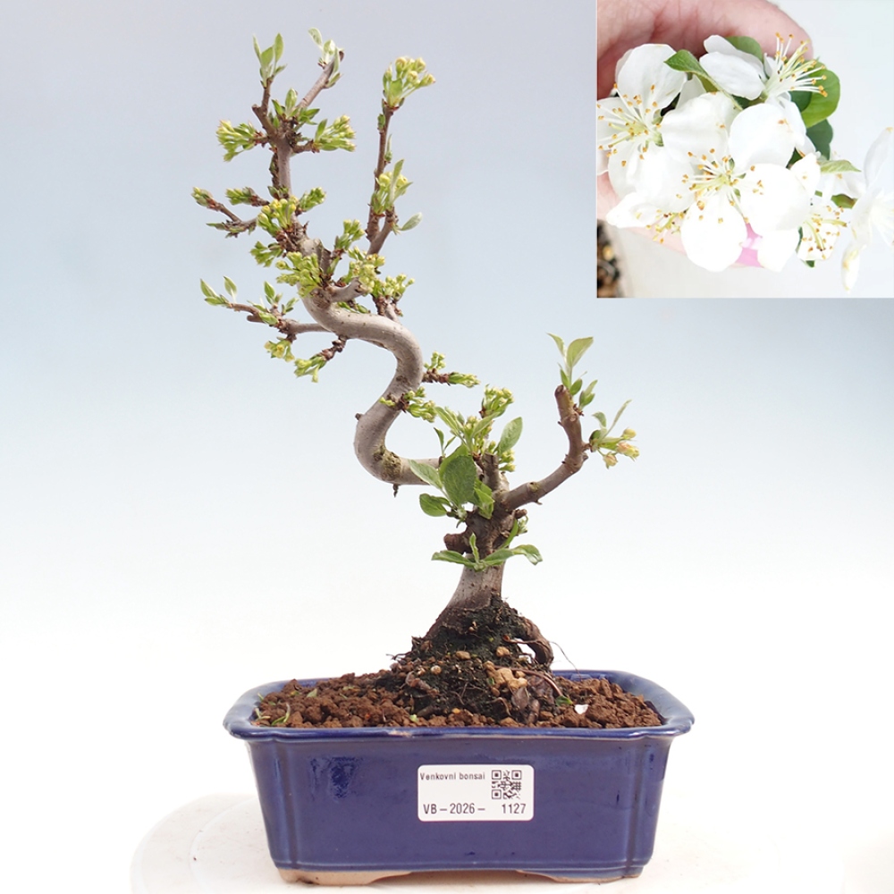 Venkovní bonsai - Malus sargentii -  Maloplodá jabloň