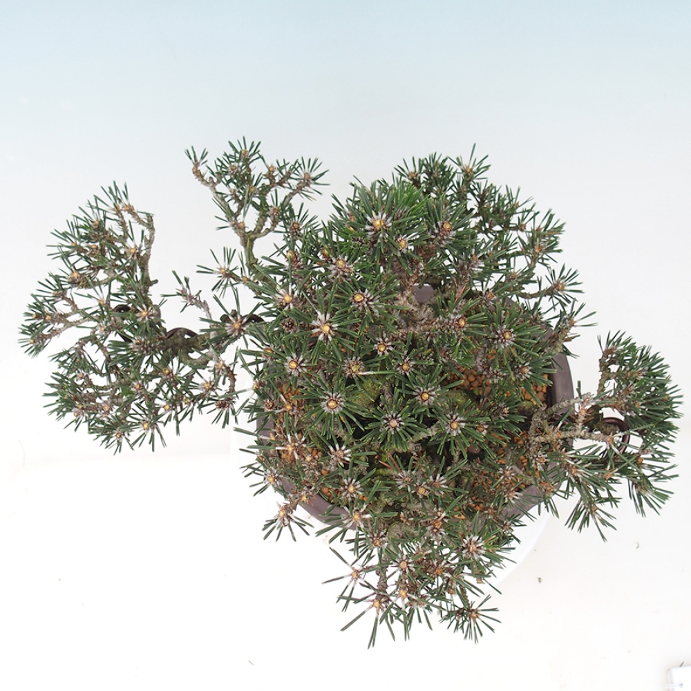 Venkovní bonsai - Pinus thunbergii Kotobuki - Borovice thunbergova