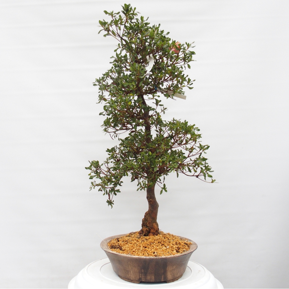 Venkovní bonsai - Japonská azalka - Azalea Kisshoten