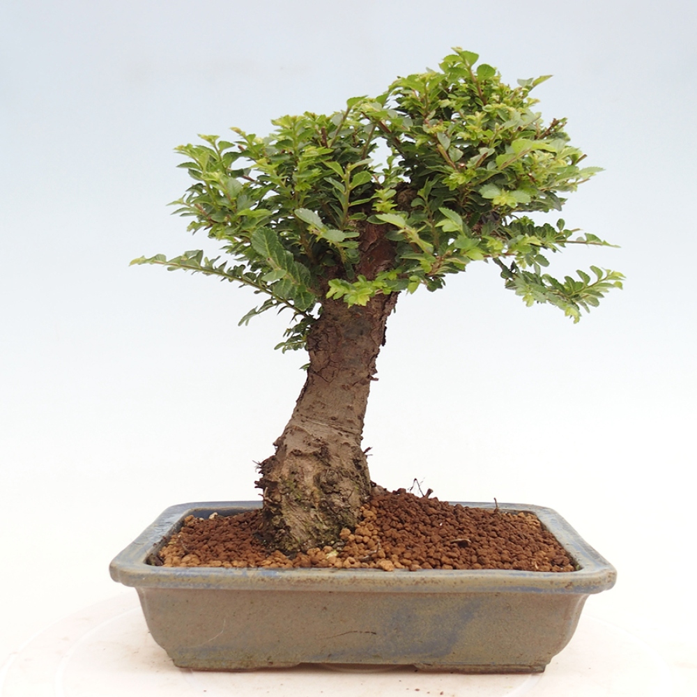 Venkovní bonsai - Ulmus parvifolia Hokkaido - jilm Činski