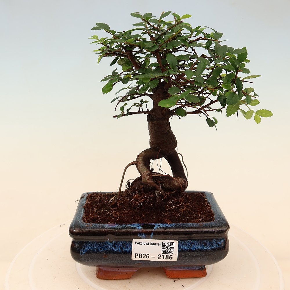 Pokojová bonsai - Ulmus parvifolia - Malolistý jilm