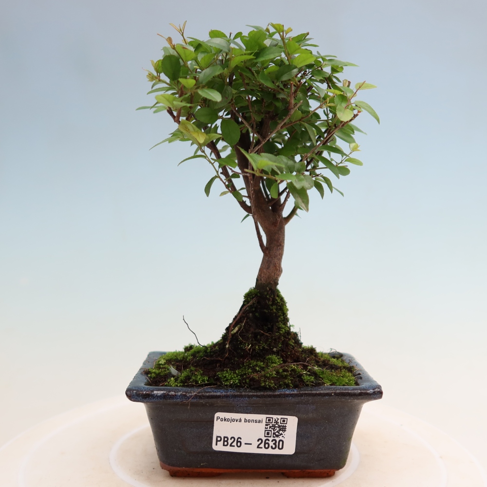 Pokojová bonsai - Sagerécie thea - Sagerécie thea