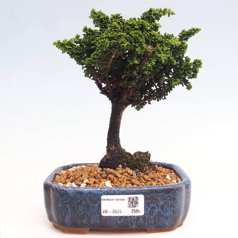 Venkovní bonsai - Cham. obtusa SEKKA HINOKI - Cypřišek