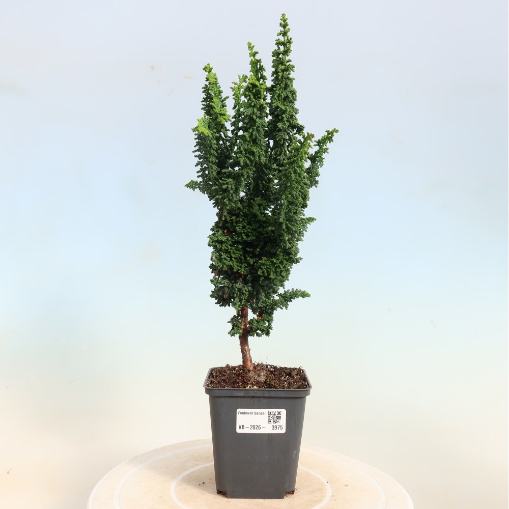Venkovní bonsai - Cham. obtusa SEKKA HINOKI - Cypřišek