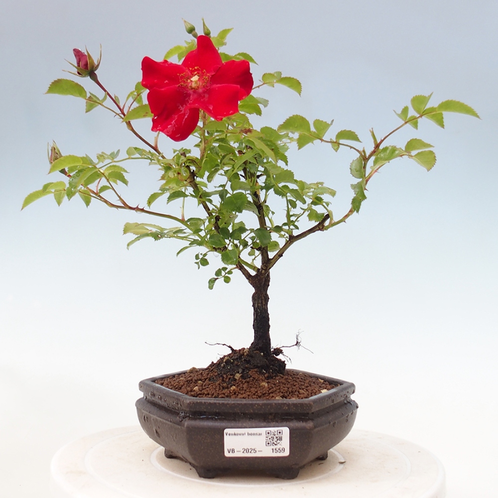 Venkovní bonsai - Rosa Kordes -  růže