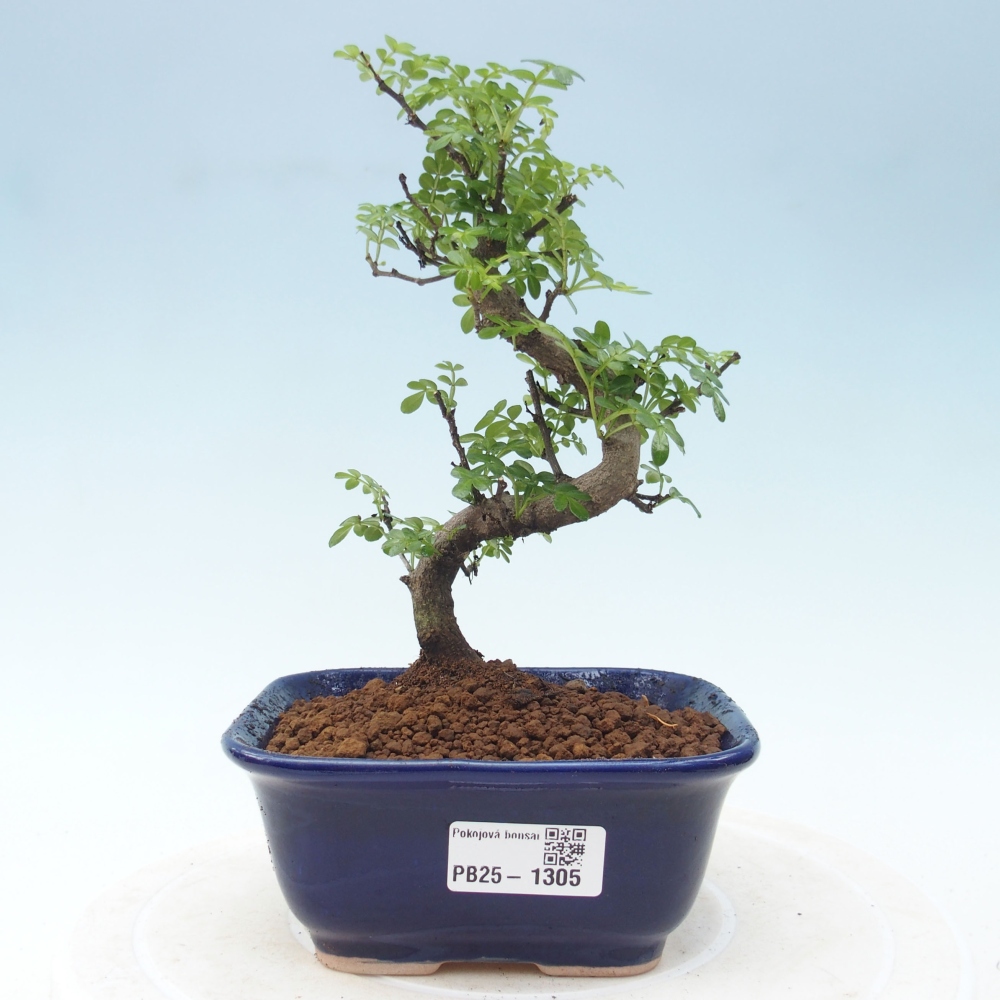 Pokojová bonsai - Zantoxylum piperitum - pepřovník