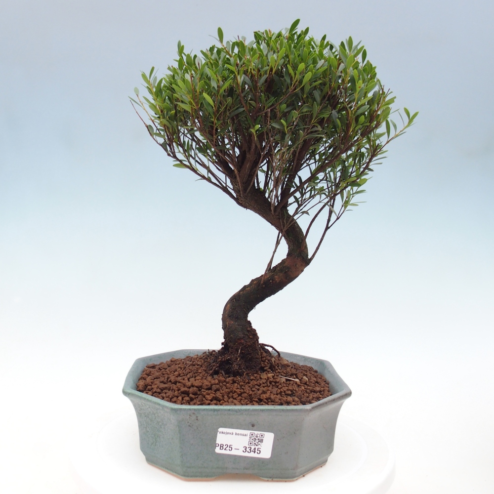 Pokojová bonsai - Syzygium - Pimentovník