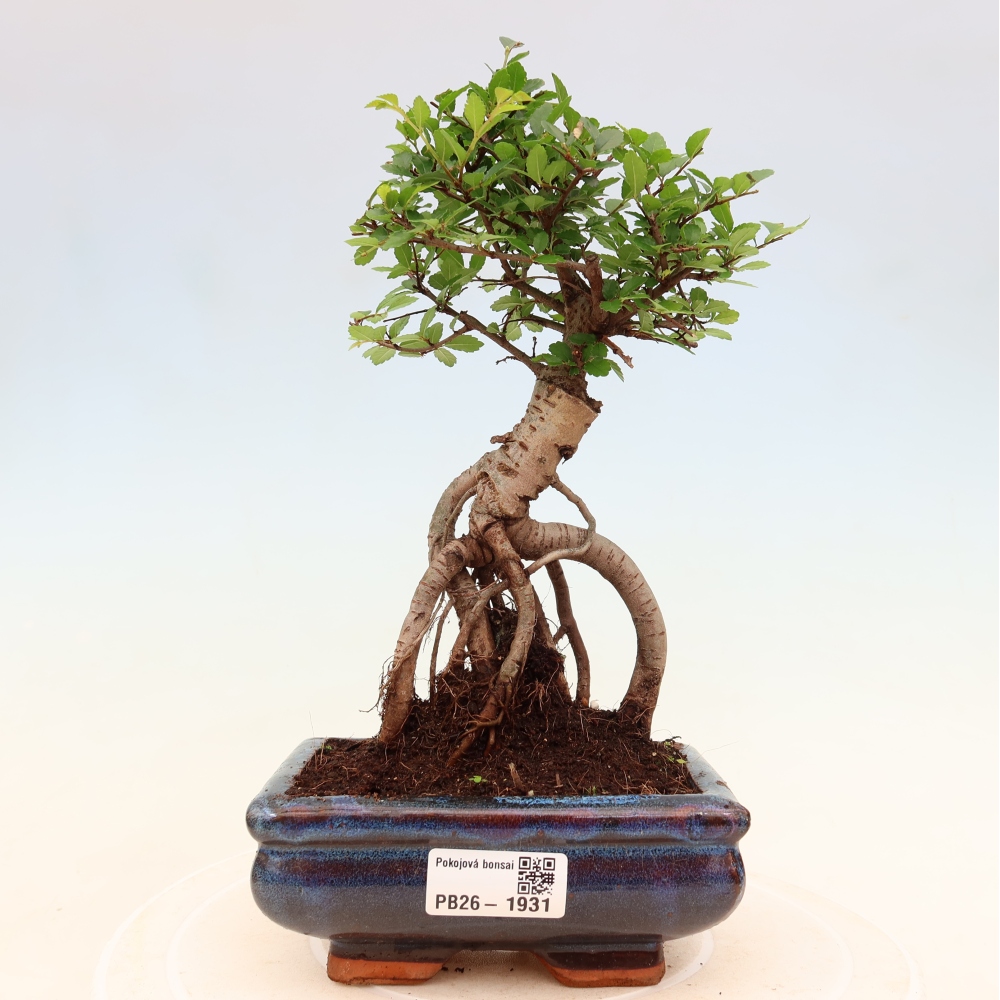 Pokojová bonsai - Ulmus parvifolia - Malolistý jilm