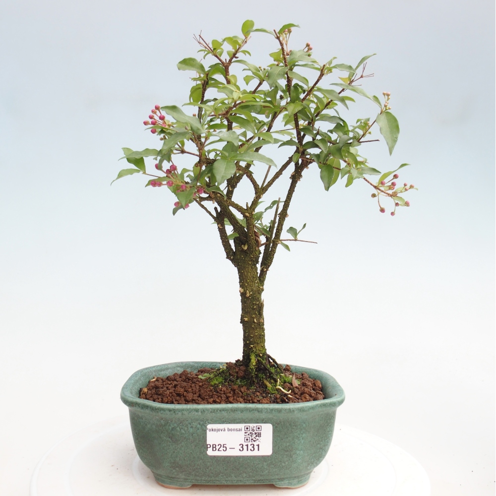 Pokojová bonsai - Malpighia coccigera- Barbdorská třešeň
