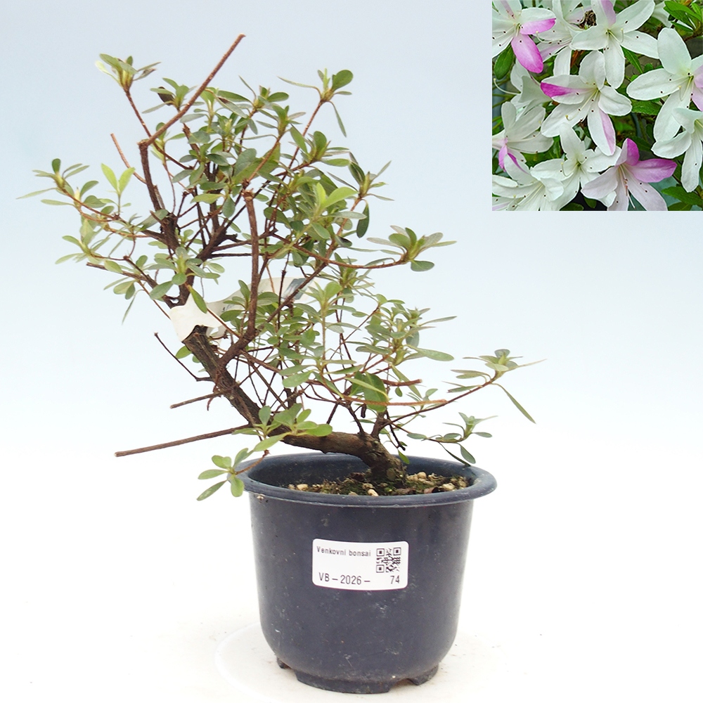 Venkovní bonsai - Japonská azalka - Azalea Yukigesho