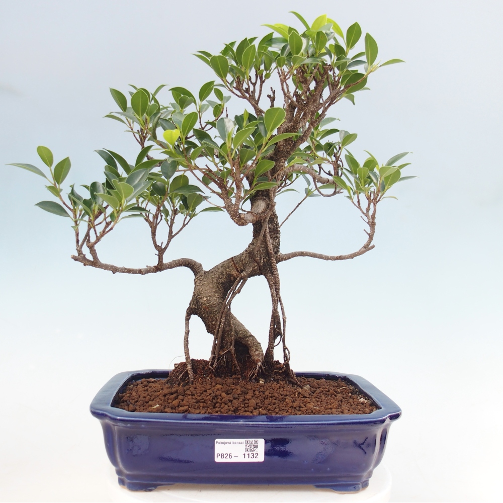 Pokojová bonsai - Ficus kimmen -  malolistý fíkus